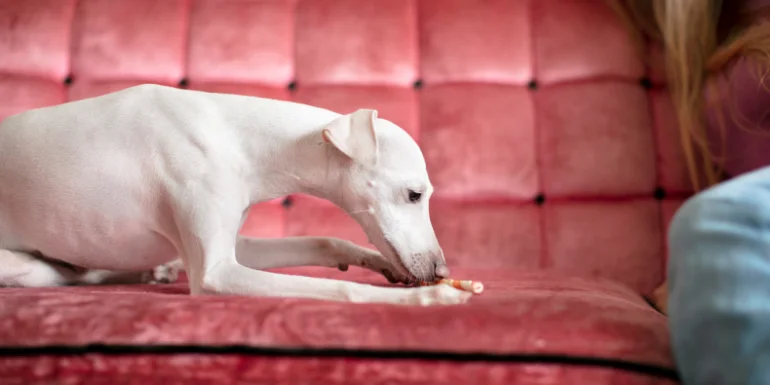 Pet Stain Odor Removal