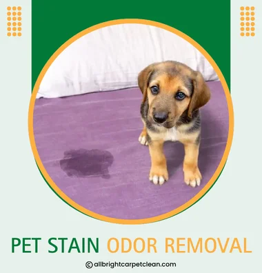 Pet Stain Odor Removal